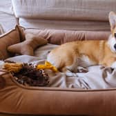 Best dog beds 2021: stylish, comfortable dog beds for kinds of dogs, and every owner’s budget