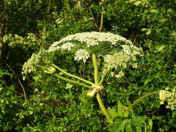 Glasgow’s Hogweed problem has been getting worse. 