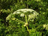 Explainer: Glasgow’s growing Hogweed problem - and what you should do about it