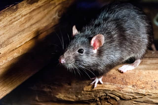 GMB claim rat bites have left cleansing staff in hospital. Pic: Shutterstock.