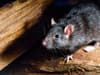 Glasgow cleansing workers speak out on city’s increasing rat population