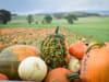 8 of the best places to pick pumpkins close to Glasgow this Halloween