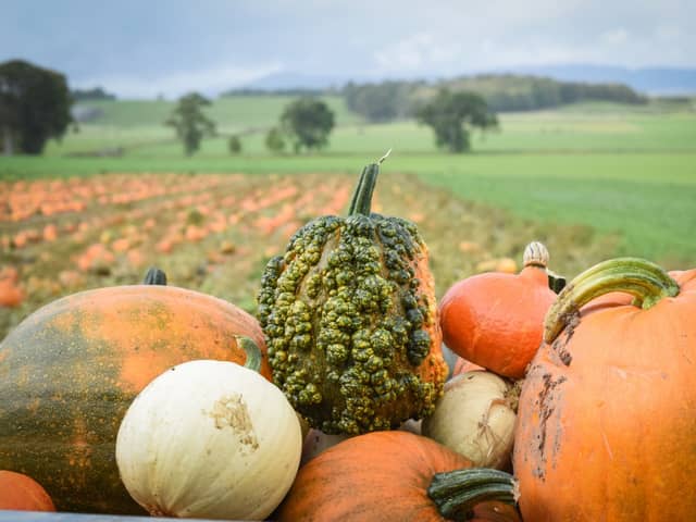 Picture: Arnprior Farm