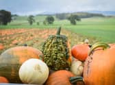 Picture: Arnprior Farm