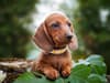 Glasgow bar to host ‘pup-up’ cafe for Dachshunds