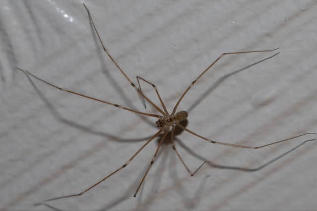 Glasgow City Council is urging folk not to kill giant spiders.