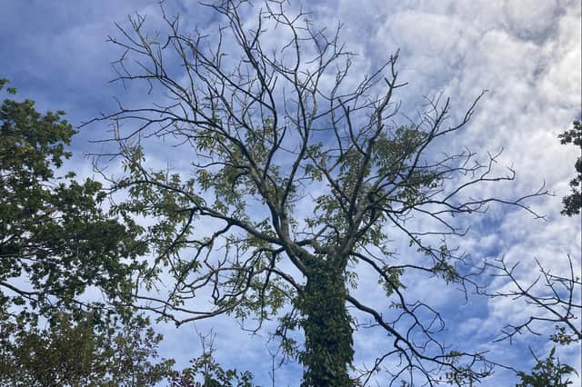 A deadly disease is affecting ash trees across the UK.
