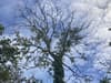 Over 30,000 Ash trees to be cut down in Glasgow