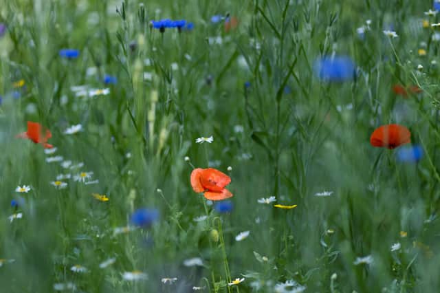 A local councillor expressed shock after she was quoted £12,000 for a 1,000m patch of wildflowers (Getty Images)
