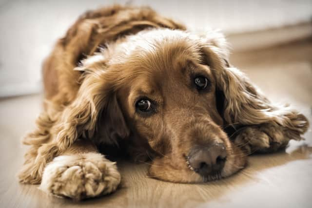 Pups have been falling seriously ill with sickness and diarrhoea after going on walks (Photo: Shuttersrtock)