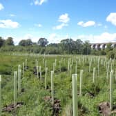 Three Southside locations have been earmarked for ‘wee forests’.