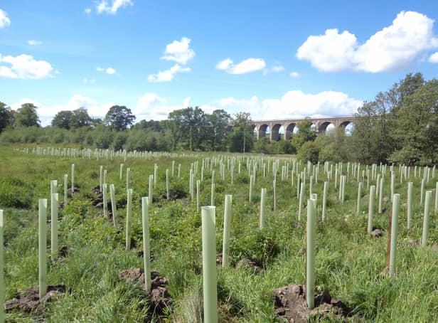 Three Southside locations have been earmarked for ‘wee forests’.