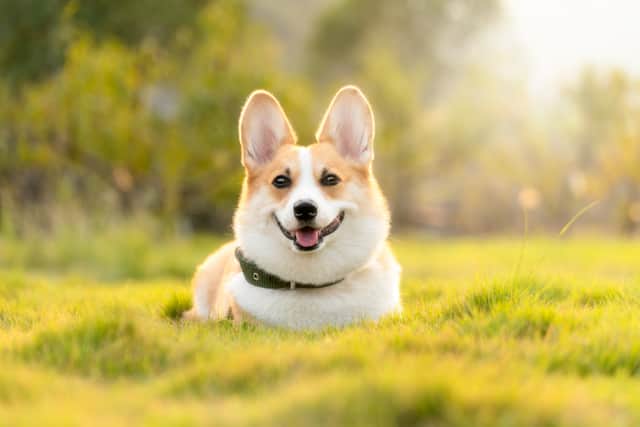 Is your pooch ready to be a model?