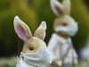 Easter 2022 events and activities Glasgow: things to do with the kids near me, including Easter egg hunts