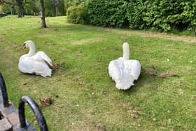 The swans in Victoria Park.