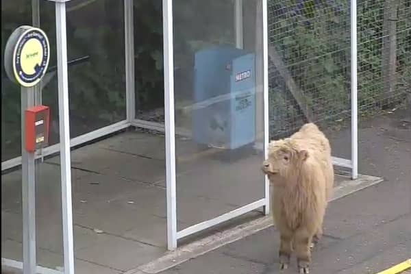The cow at Pollokshaws West. Pic: ScotRail.