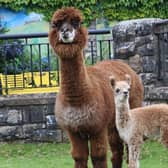 The baby alpaca and her mum.