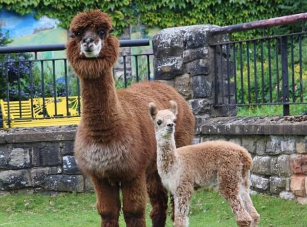 The baby alpaca and her mum.