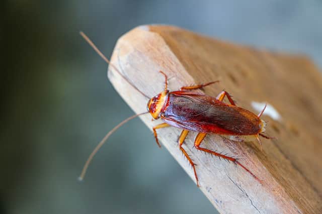 A cockroach infestation was found.