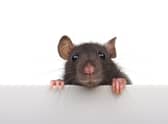 Expect to see more rats this weekend.