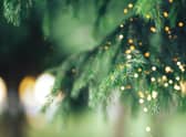 The Christmas trees cost £3600 each.