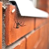 Spider season is here  but is it okay to remove spiders from your home and put them outside?