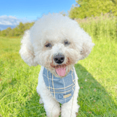 Beatson Cancer Charity’s official dog ambassador, Milo