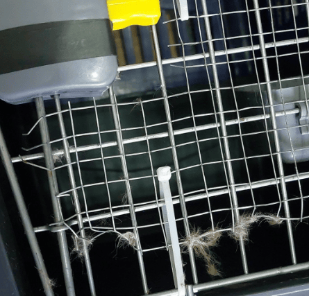 The cat carrier that Pico was transported in - the sharp-edged wire mesh led to  the cat picking up a nasty scratch up his leg, tufts of fur can still be seen stuck to the cage.