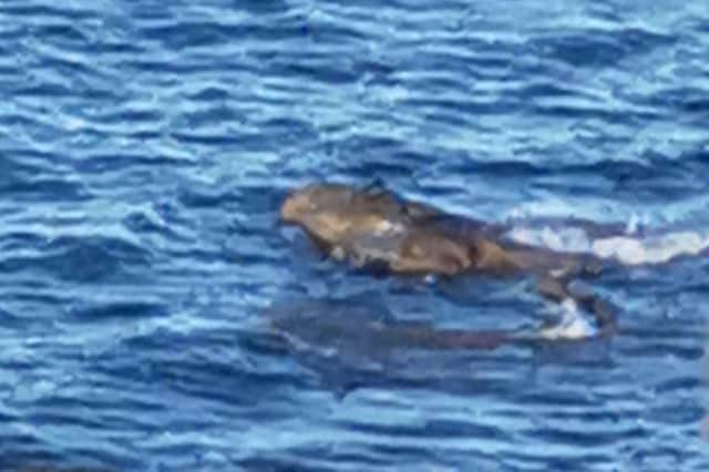 Holidaymaker Sarah Craven believes she saw two crocodiles off the coast of Yorkshire - this is a still image taken from the video shared on Facebook.