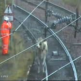 The single cow on the Milngavie line that caused the delays to the train services. (Pic: Scotrail) 