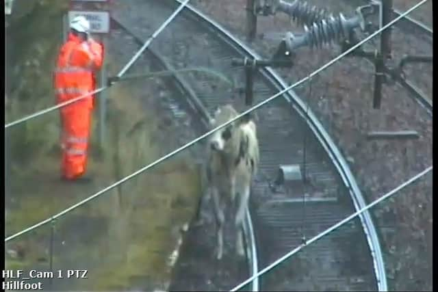 The single cow on the Milngavie line that caused the delays to the train services.