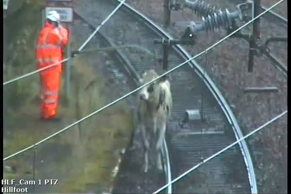The single cow on the Milngavie line that caused the delays to the train services. (Pic: Scotrail) 
