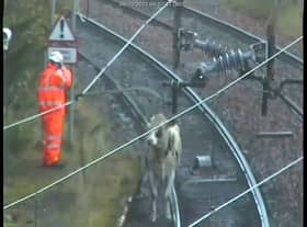 The single cow on the Milngavie line that caused the delays to the train services. (Pic: Scotrail) 