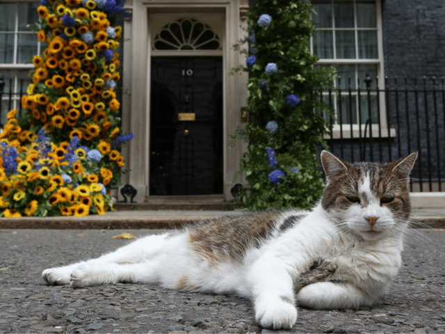 Larry the cat 1-0 Fox: Larry scraps with fox twice his size outside 10 Downing Street and it’s all on video 