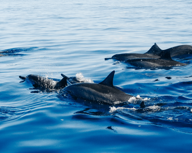 Dolphins spotted in UK waters as pod swim happily alongside RNLI boat - watch video taken of sighting 