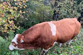 The bull called ‘Lover Boy’ has been blocking the M8 near Glasgow Airport