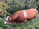 The bull called ‘Lover Boy’ has been blocking the M8 near Glasgow Airport