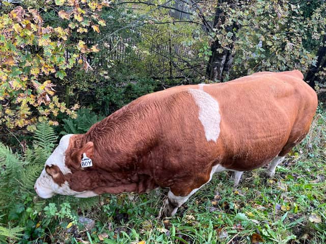 The bull called ‘Lover Boy’ has been blocking the M8 near Glasgow Airport