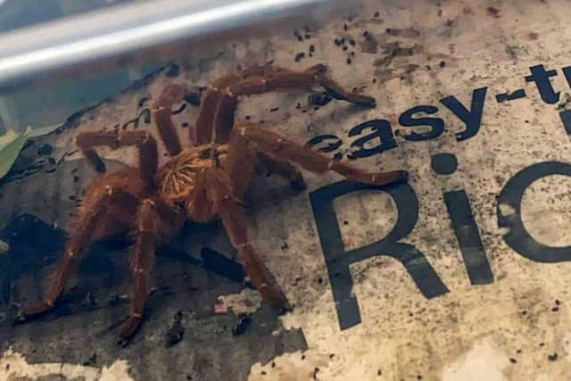 Despite being petrified of spiders, mum-of-two Sarah gave the curled up creature (pictured) a nudge and was left stunned when it began to move. She then bravely managed to scoop up the tarantula into a box and moved it into her kitchen.