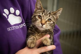 The Glasgow SPCA rehoming centre has reached capacity this week.