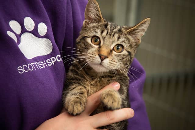 The Glasgow SPCA rehoming centre has reached capacity this week.