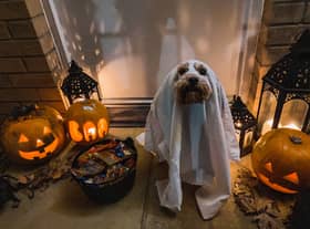 Vets are warning dog owners not to dress up their pets