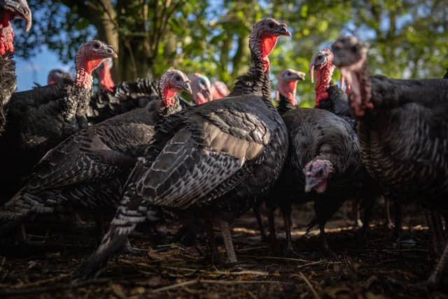 The outbreak of the avian flu has led Chief Veterinary Officers to introduce a nation Avian Influenza Zone, meaning poultry farmers must enforce strict biosecurity measures to safeguard their birds and prevent further spread of the virus. 