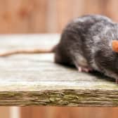 Rats were filmed jumping out of the lorry.