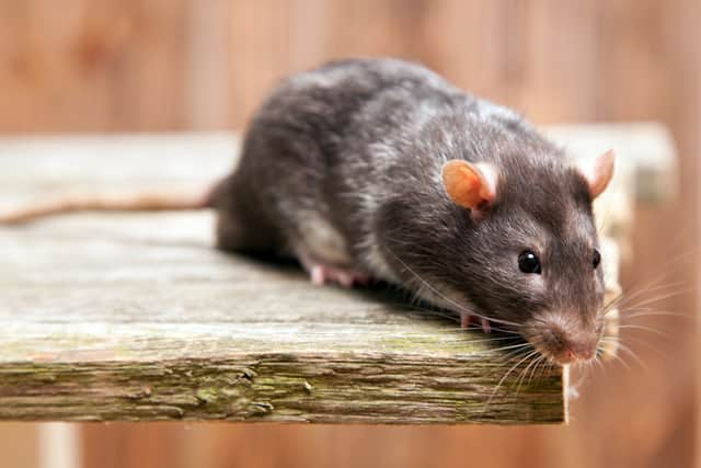 Rats were filmed jumping out of the lorry.