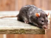 Rats were filmed jumping out of the lorry.