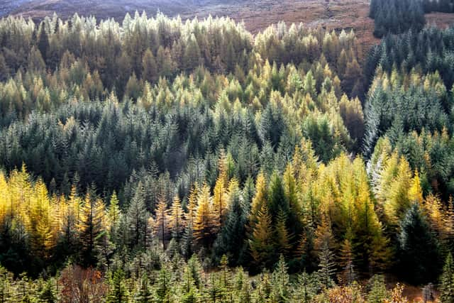 Trees will be planted in Glasgow.