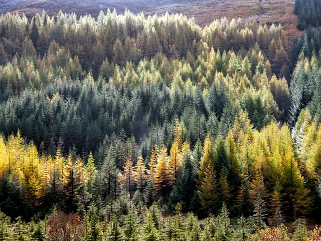 Trees will be planted in Glasgow.