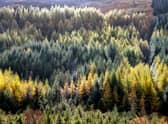 Trees will be planted in Glasgow.