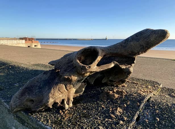 <p>The auroch skull that Dannielle Keys found on Blyth Beach.  A walker has discovered an 'almost complete' skull of an ancestor to today's domesticated cows on the town's beach</p>